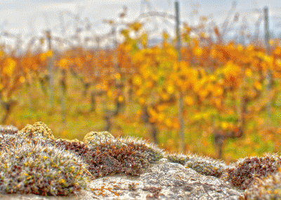 Photos vignoble suisse en automne. ©Les Vins Célestes